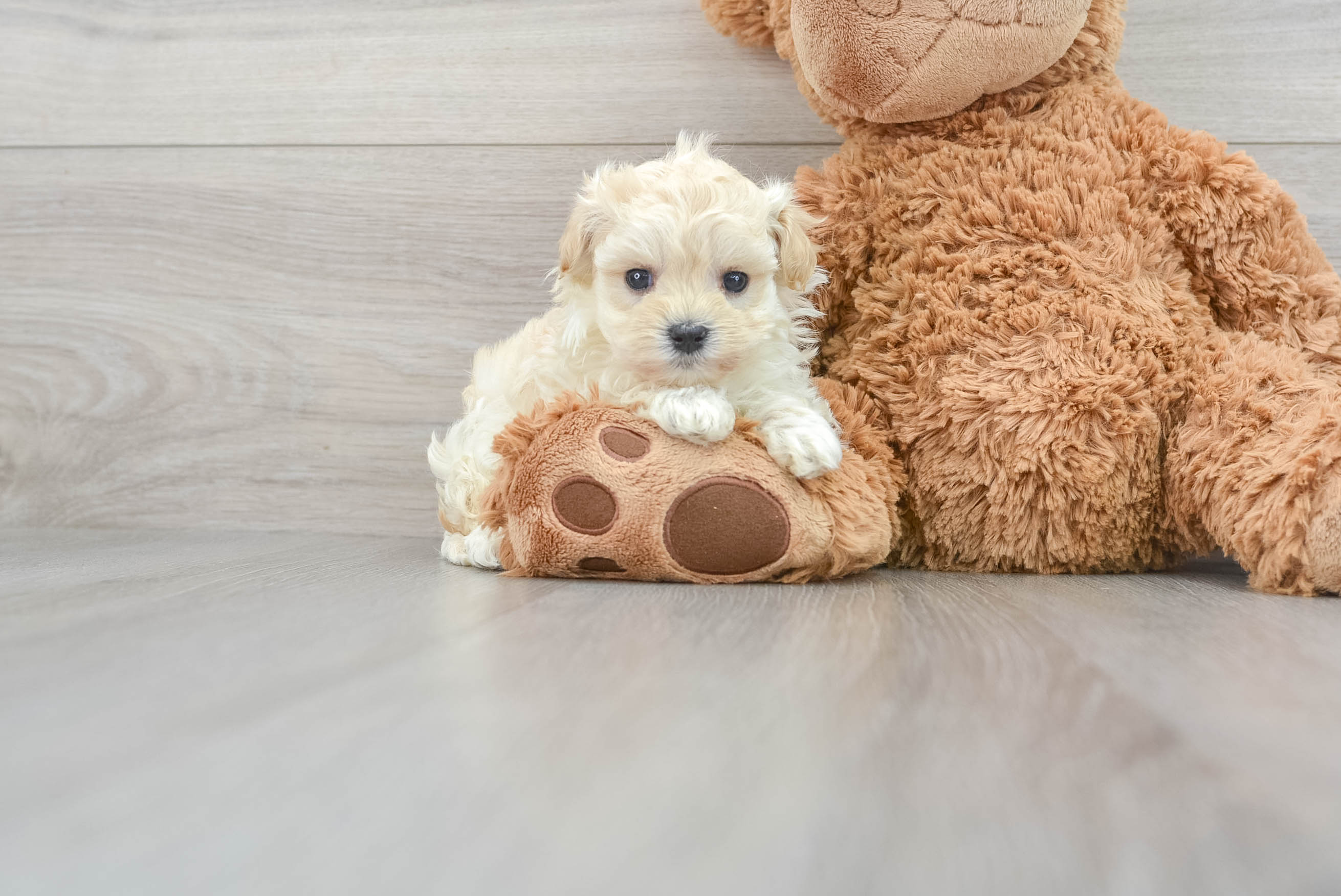 Maltipoo babies hot sale