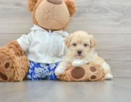 8 week old Maltipoo Puppy For Sale - Florida Fur Babies