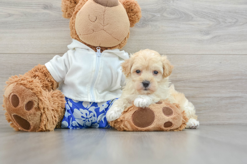 5 week old Maltipoo Puppy For Sale - Florida Fur Babies