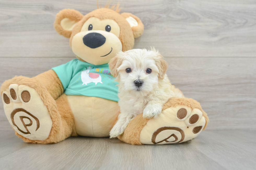 5 week old Maltipoo Puppy For Sale - Florida Fur Babies