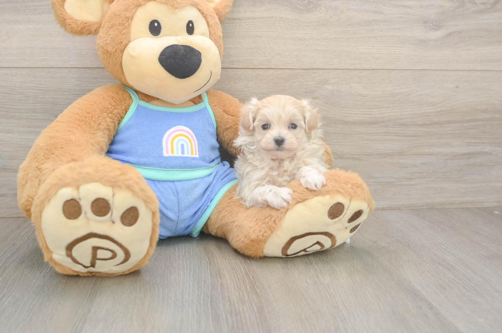 5 week old Maltipoo Puppy For Sale - Florida Fur Babies