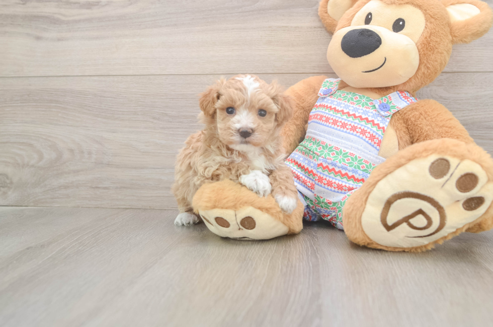 5 week old Maltipoo Puppy For Sale - Florida Fur Babies