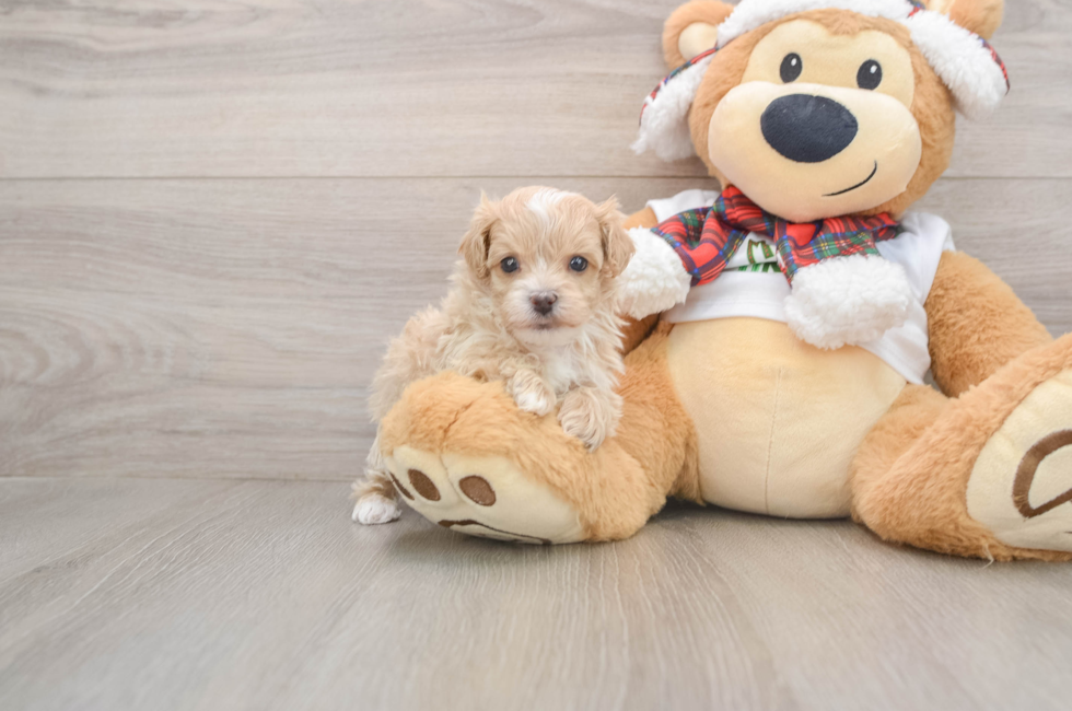 5 week old Maltipoo Puppy For Sale - Florida Fur Babies