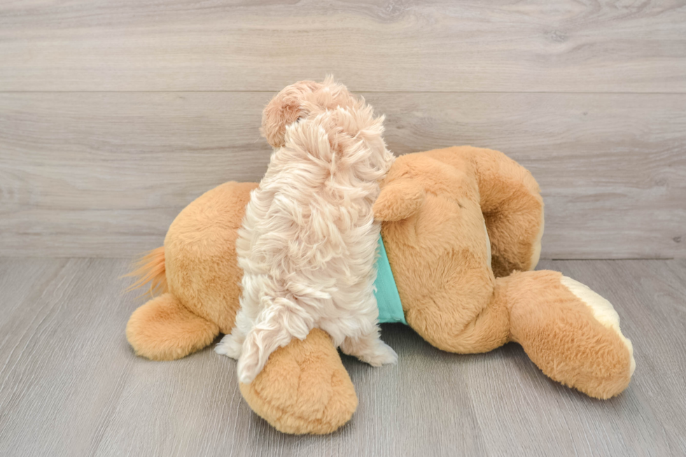 Little Moodle Poodle Mix Puppy