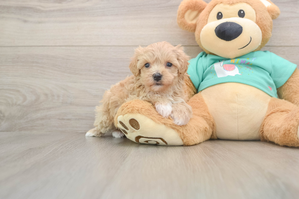 Funny Maltipoo Poodle Mix Pup