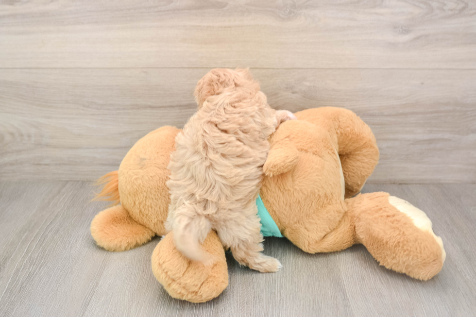 Energetic Moodle Poodle Mix Puppy