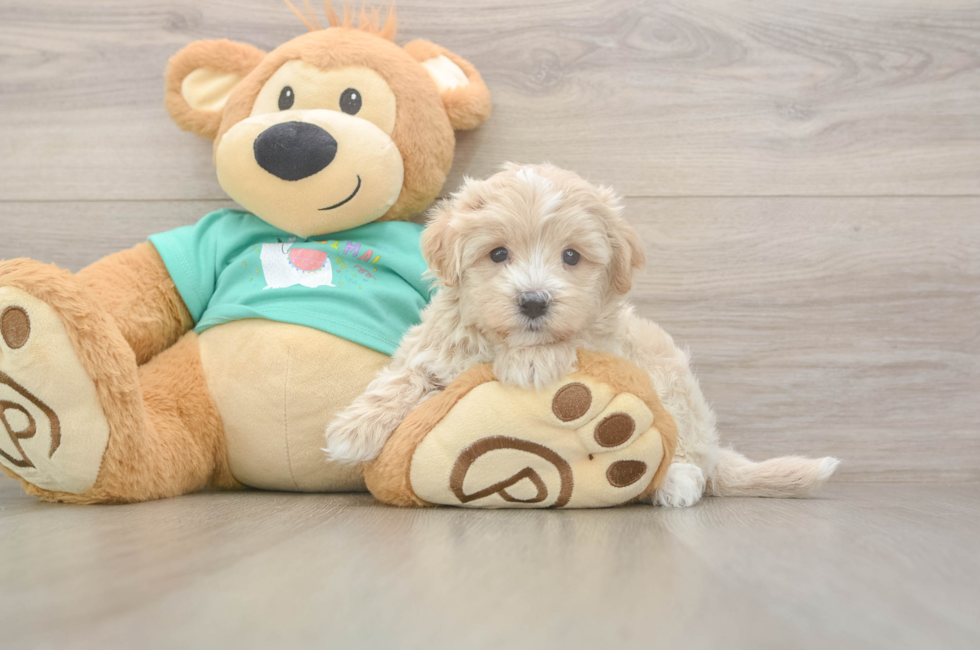 5 week old Maltipoo Puppy For Sale - Florida Fur Babies