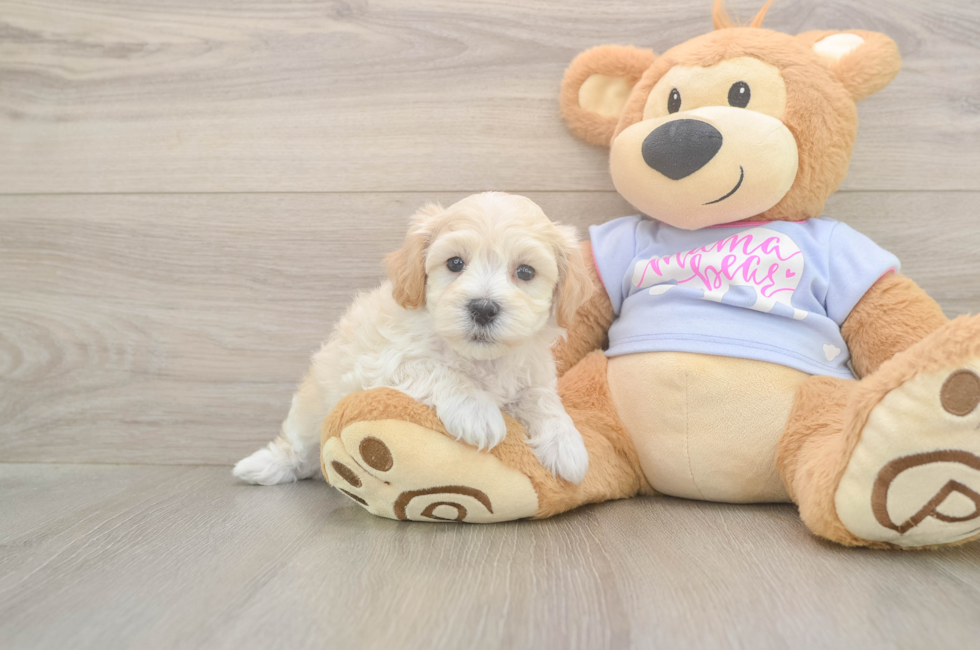 5 week old Maltipoo Puppy For Sale - Florida Fur Babies