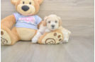 Maltipoo Pup Being Cute