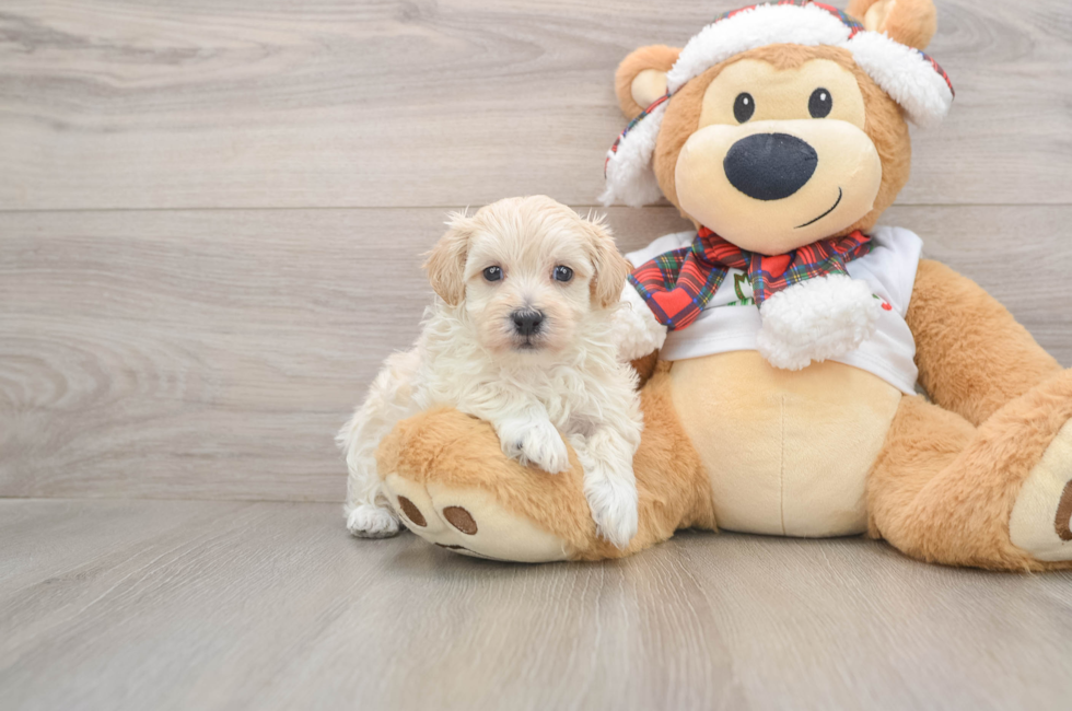 5 week old Maltipoo Puppy For Sale - Florida Fur Babies