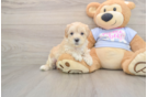 Little Malt Oodle Poodle Mix Puppy