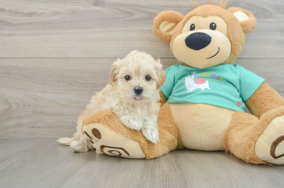 5 week old Maltipoo Puppy For Sale - Florida Fur Babies