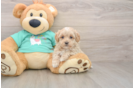 Maltipoo Puppy for Adoption