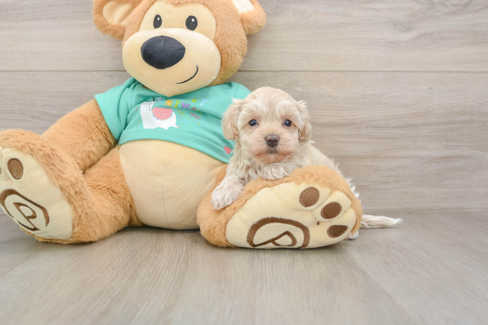Small Maltipoo Baby