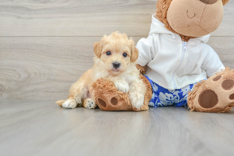 Little Maltepoo Poodle Mix Puppy