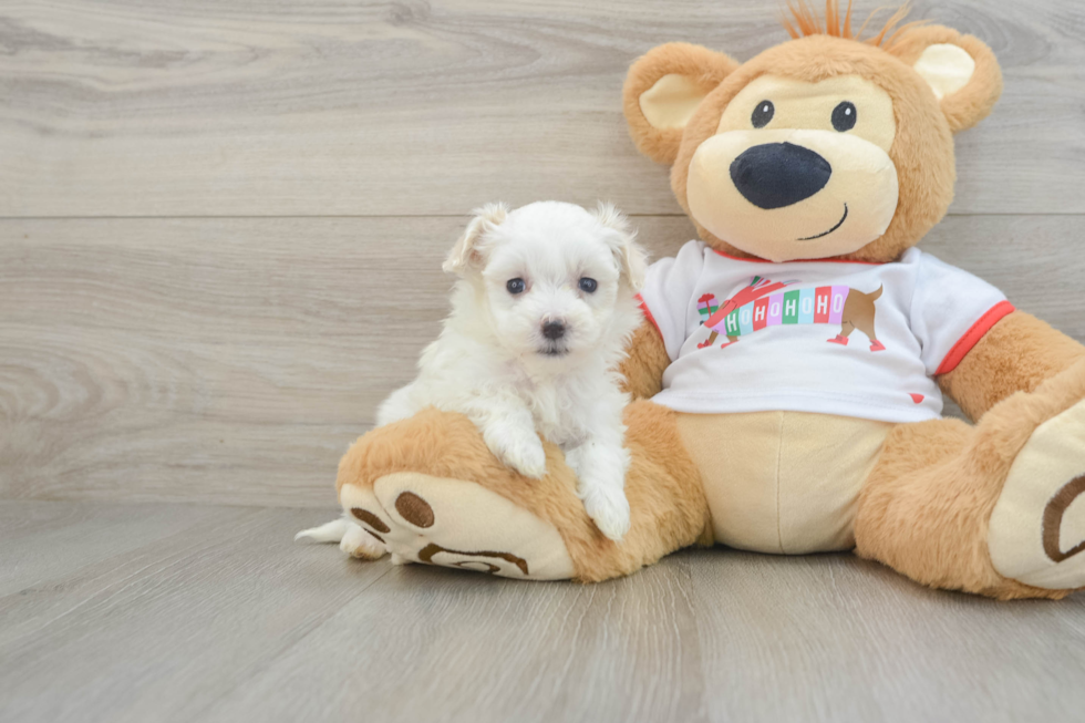 Maltipoo Puppy for Adoption