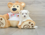 10 week old Maltipoo Puppy For Sale - Florida Fur Babies