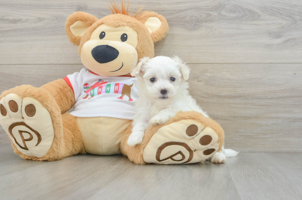 10 week old Maltipoo Puppy For Sale - Florida Fur Babies