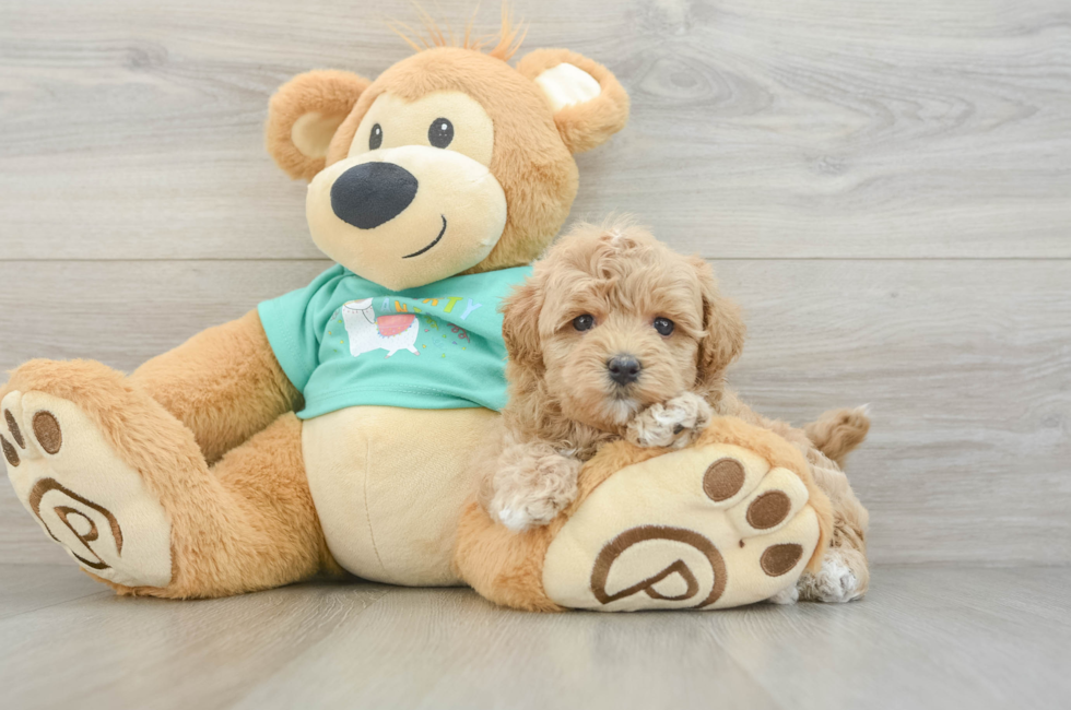 6 week old Maltipoo Puppy For Sale - Florida Fur Babies