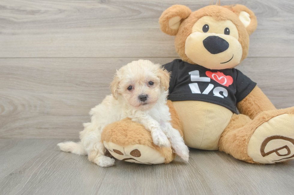 6 week old Maltipoo Puppy For Sale - Florida Fur Babies