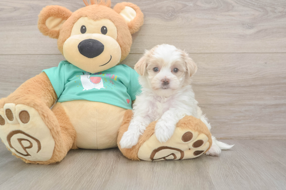 5 week old Maltipoo Puppy For Sale - Florida Fur Babies