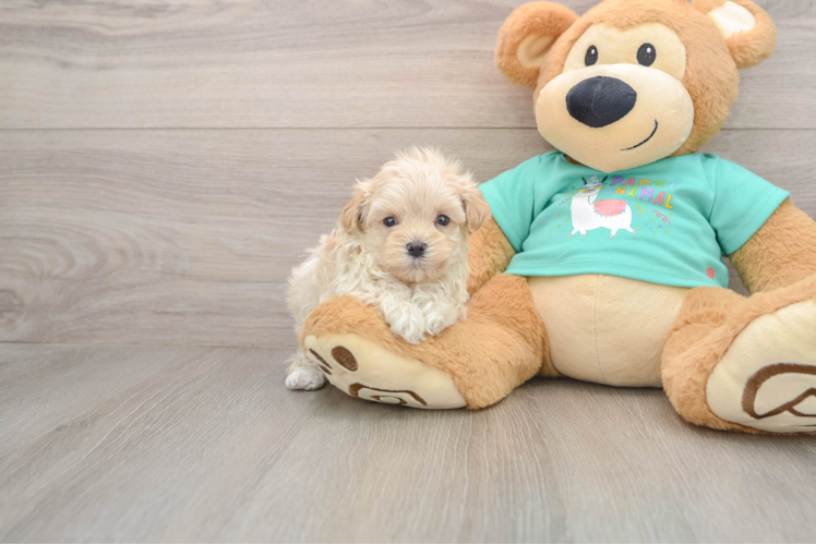 Maltipoo Pup Being Cute