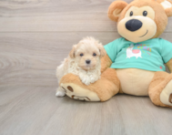8 week old Maltipoo Puppy For Sale - Florida Fur Babies