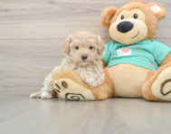 9 week old Maltipoo Puppy For Sale - Florida Fur Babies