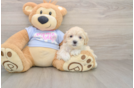 Best Maltipoo Baby