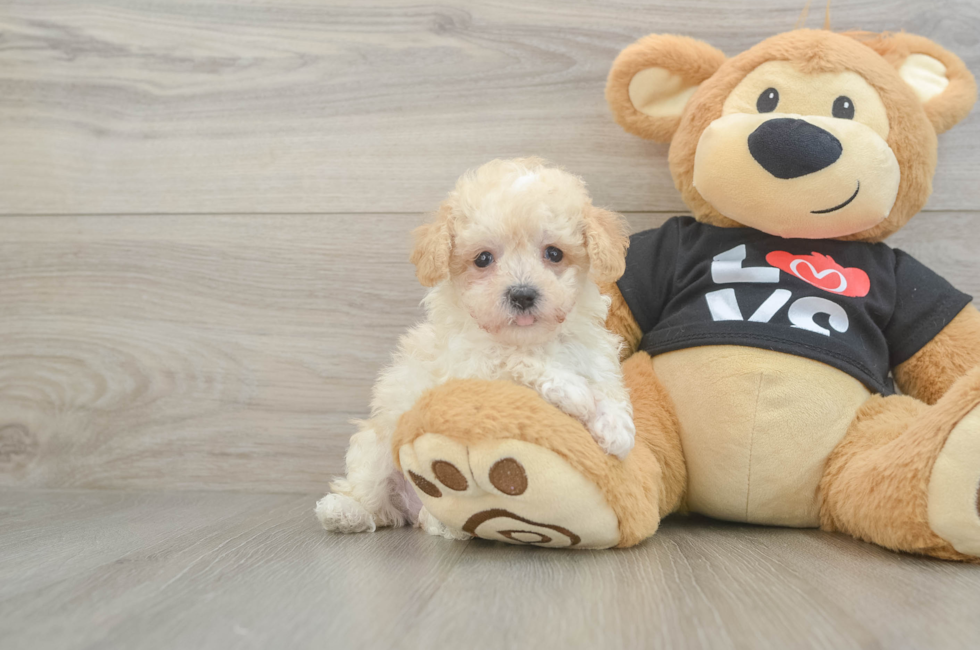 6 week old Maltipoo Puppy For Sale - Florida Fur Babies