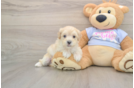 Maltipoo Pup Being Cute