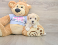 9 week old Maltipoo Puppy For Sale - Florida Fur Babies