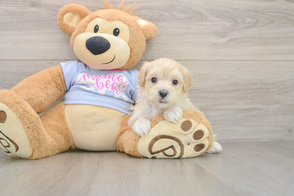 Smart Maltipoo Poodle Mix Pup