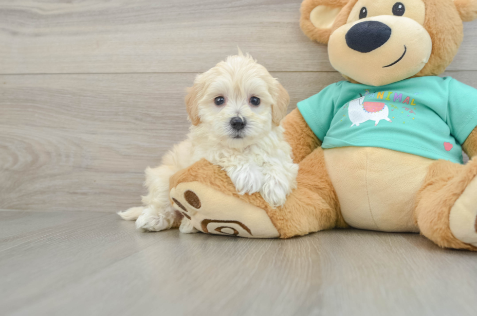 5 week old Maltipoo Puppy For Sale - Florida Fur Babies