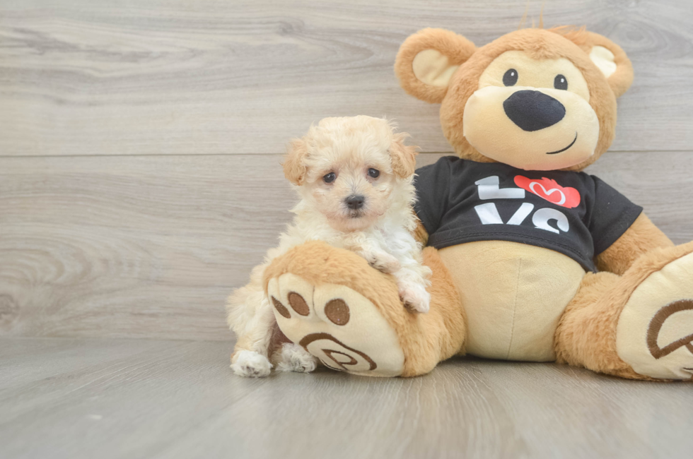 6 week old Maltipoo Puppy For Sale - Florida Fur Babies