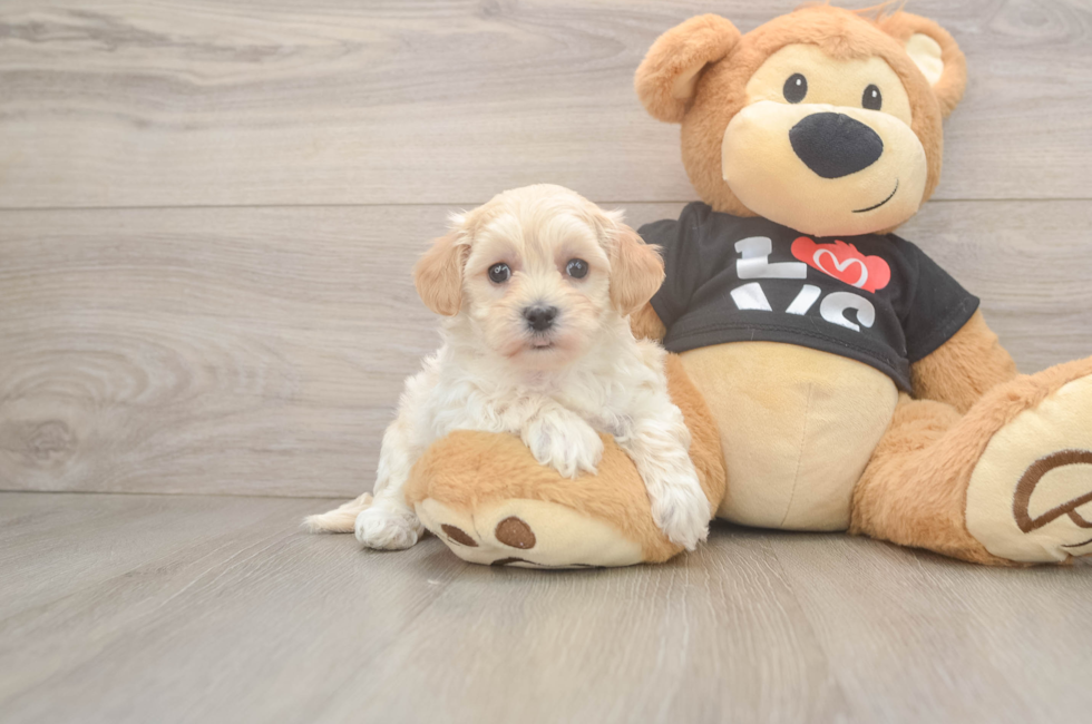 7 week old Maltipoo Puppy For Sale - Florida Fur Babies