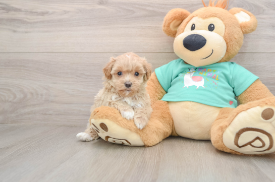 Smart Maltipoo Poodle Mix Pup