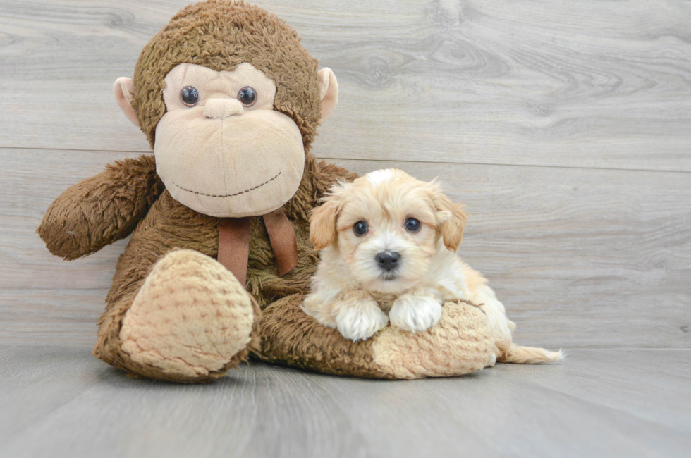 6 week old Maltipoo Puppy For Sale - Florida Fur Babies