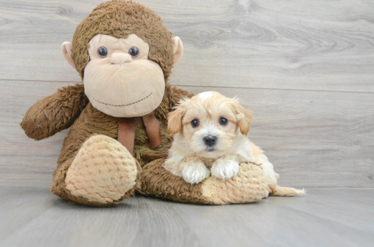 Maltipoo Puppy for Adoption