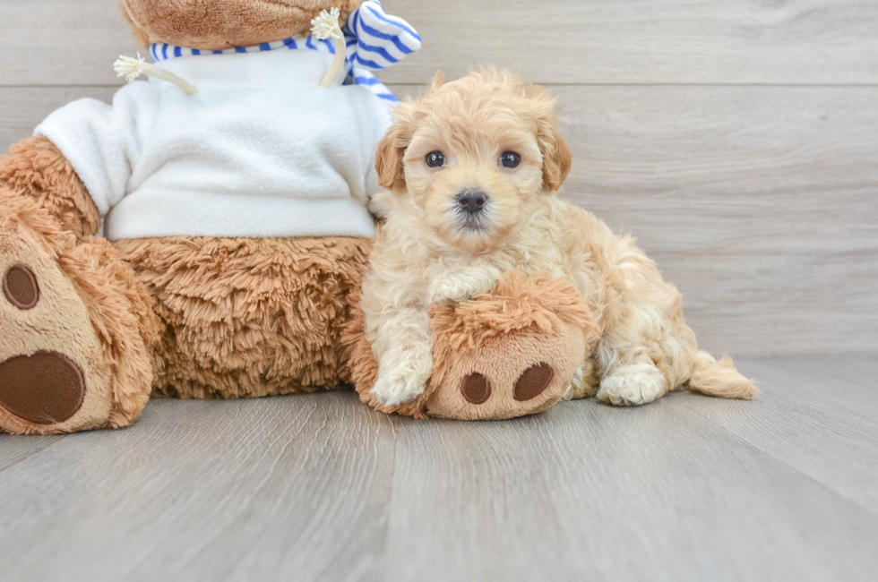 7 week old Maltipoo Puppy For Sale - Florida Fur Babies