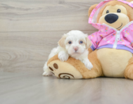 7 week old Maltipoo Puppy For Sale - Florida Fur Babies