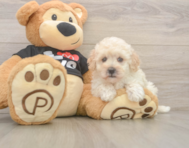 8 week old Maltipoo Puppy For Sale - Florida Fur Babies