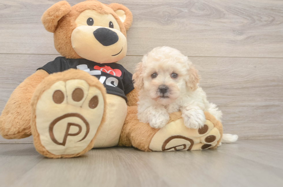 7 week old Maltipoo Puppy For Sale - Florida Fur Babies