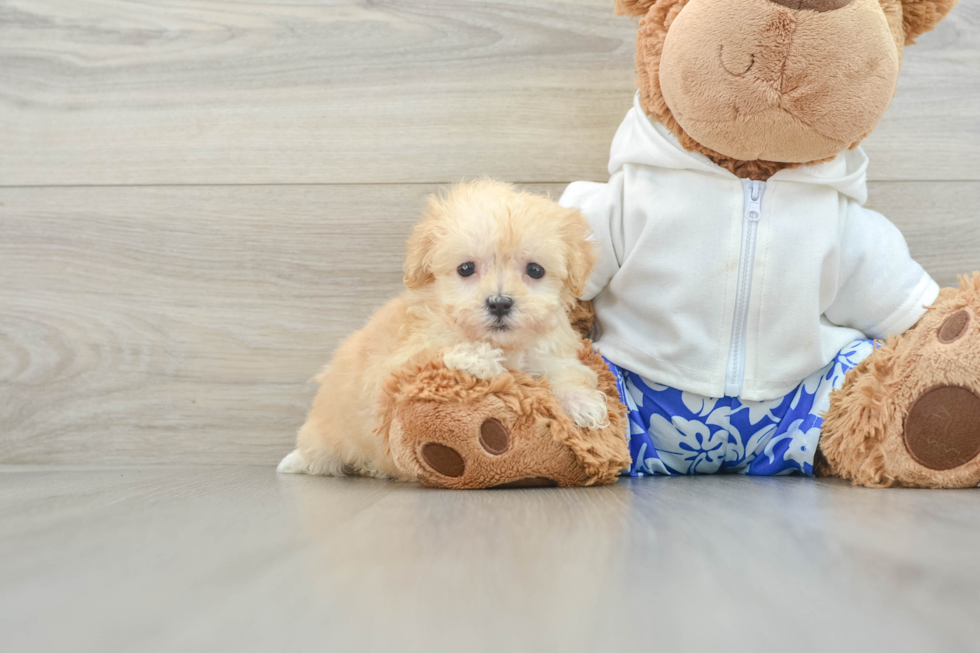 Maltipoo Puppy for Adoption