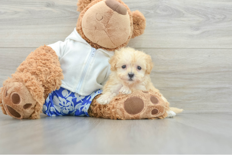 Happy Maltipoo Baby
