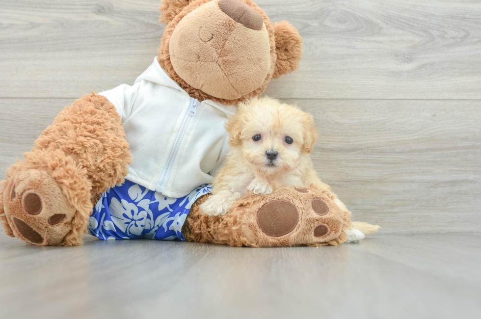 7 week old Maltipoo Puppy For Sale - Florida Fur Babies