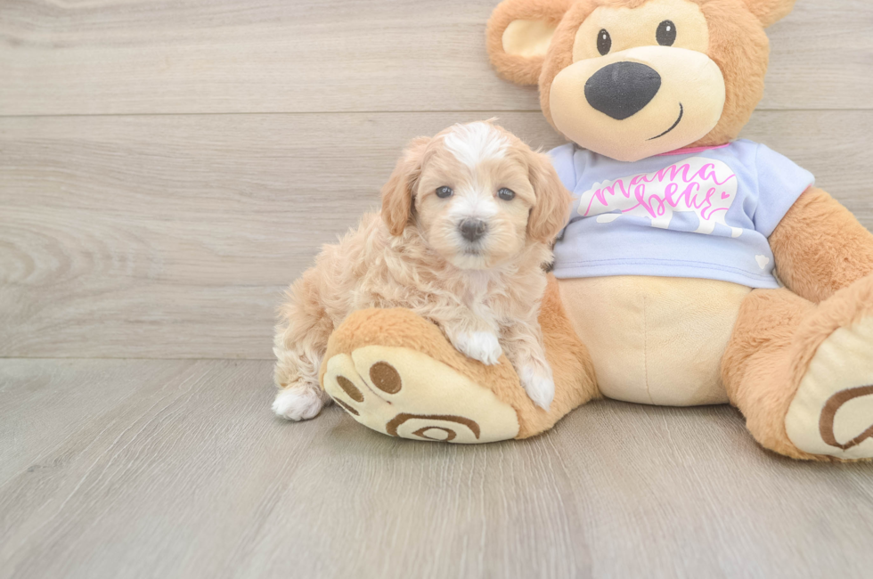5 week old Maltipoo Puppy For Sale - Florida Fur Babies