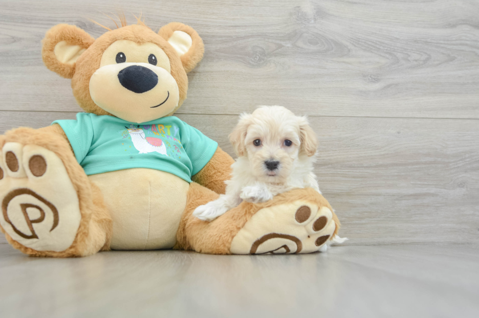 5 week old Maltipoo Puppy For Sale - Florida Fur Babies