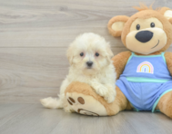 8 week old Maltipoo Puppy For Sale - Florida Fur Babies