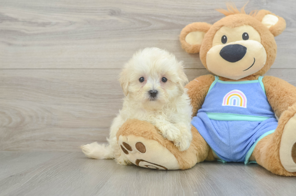 7 week old Maltipoo Puppy For Sale - Florida Fur Babies